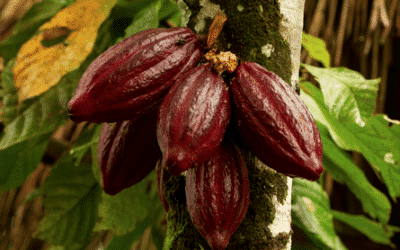 csm cacao durable villars 0806169db7 400x250 - Villars, 100% Suisse
