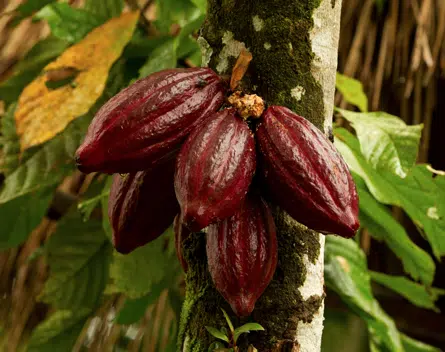 Cacao Durable