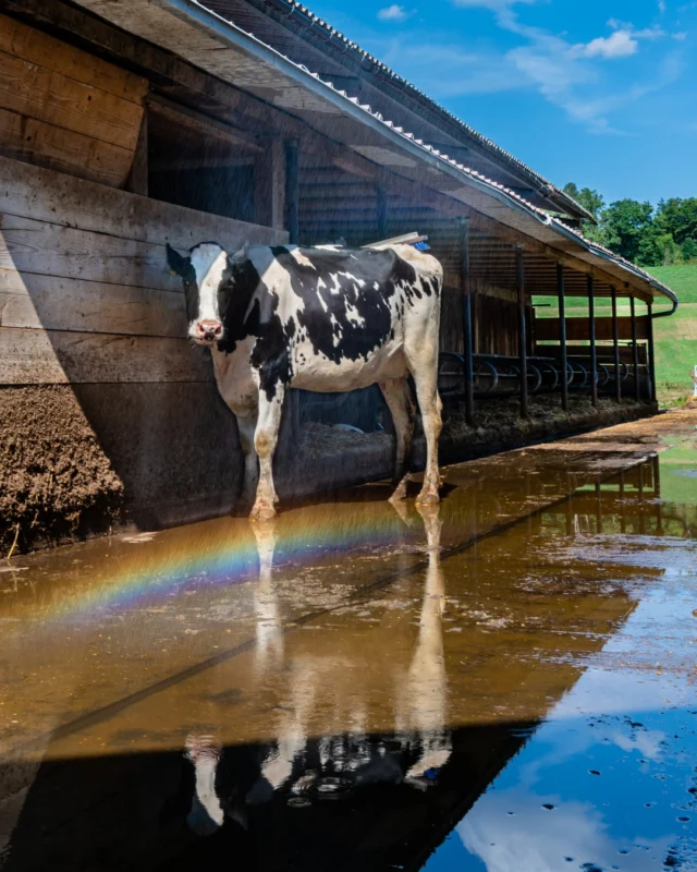 Tu as besoin aussi d'un peu de fra&icirc;cheur ? 🌈

&Agrave; la ferme de Marly, les vaches laiti&egrave;res b&eacute;n&eacute;ficient de la libert&eacute; de mouvement. C'est ce lait de qualit&eacute; qui fait toute la diff&eacute;rence dans nos chocolats ✨🐄 

#VillarsMa&icirc;treChocolatier #Villars125 #SummerVibes #ChocolatSuisse #Fribourg #SwissMade